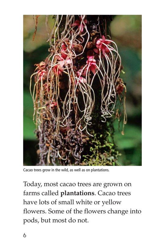 All About Chocolate绘本故事第5页