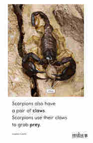 Scorpions绘本故事第5页
