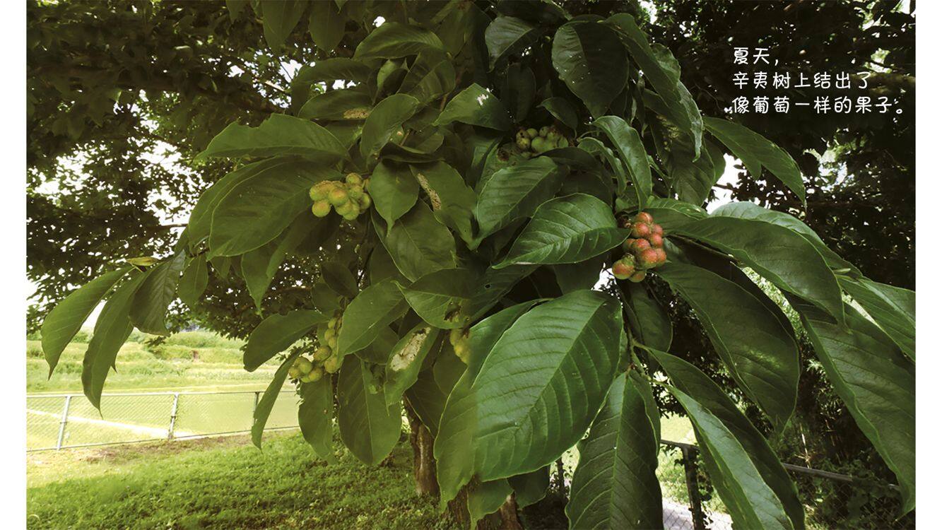 诞生了！蝽绘本故事第3页