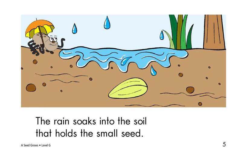A Seed Grows绘本故事第5页