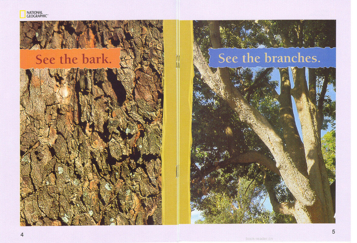 Look at the Tree绘本故事第4页