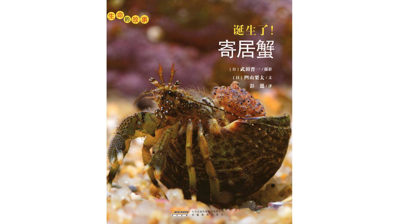 诞生了！寄居蟹绘本故事第2页