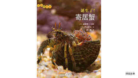 诞生了！寄居蟹绘本故事第2页