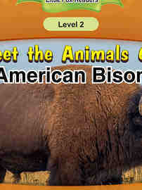 American Bison