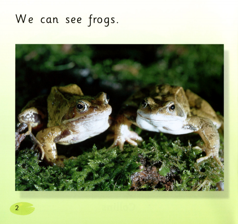 The Pond绘本故事第3页