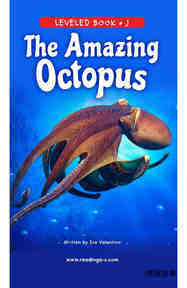 The Amazing Octopus