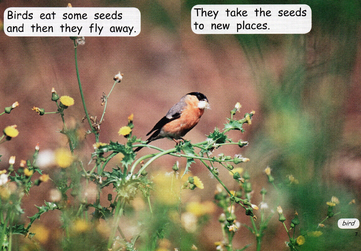 life cycle of a  plant绘本故事第5页