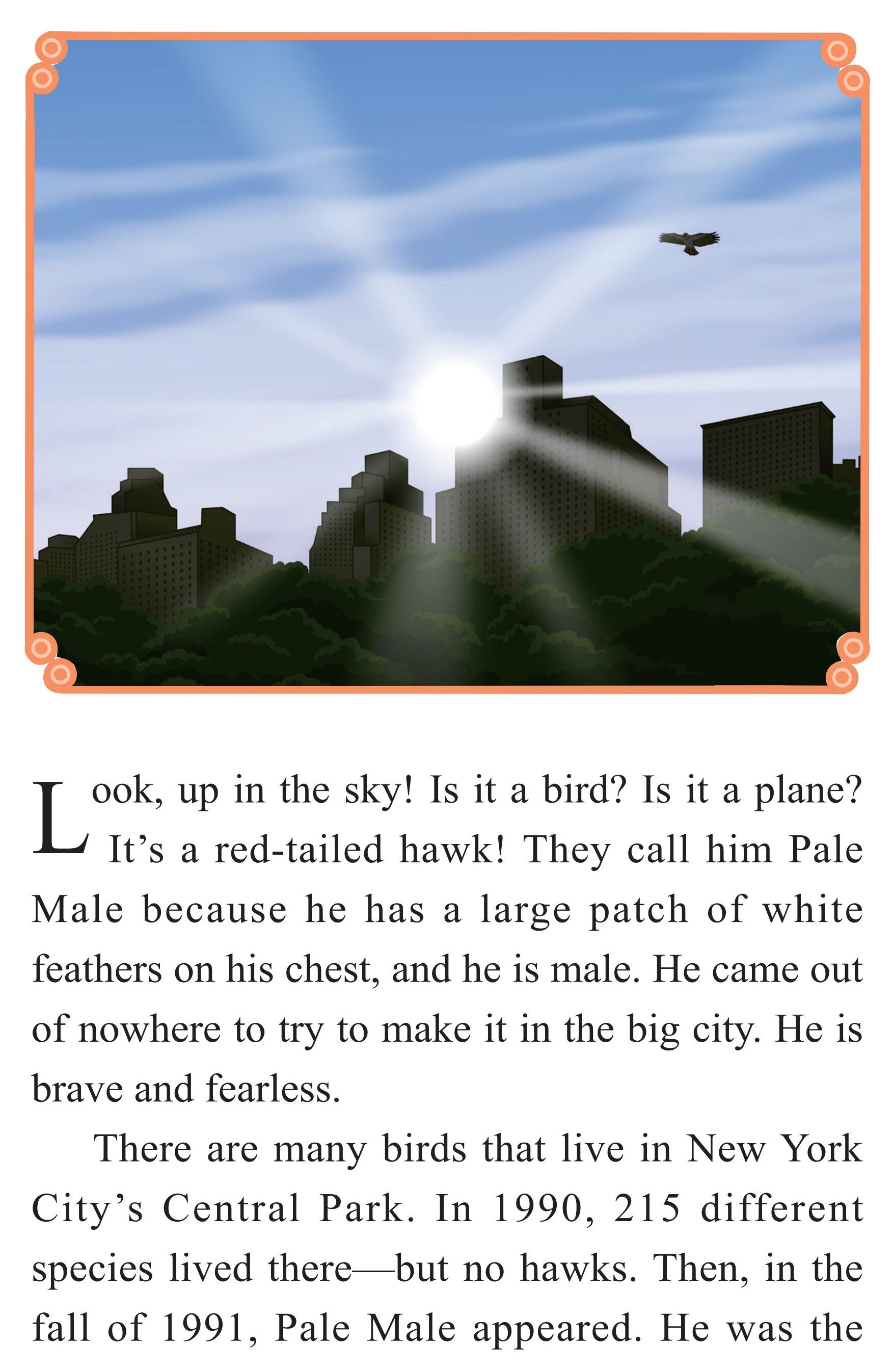 Pale Male：A Hawk Survives in New York City绘本故事第3页