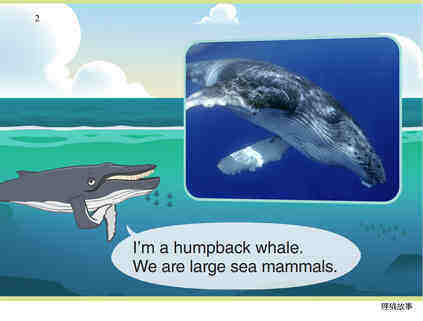 Humpback Whale绘本故事第3页