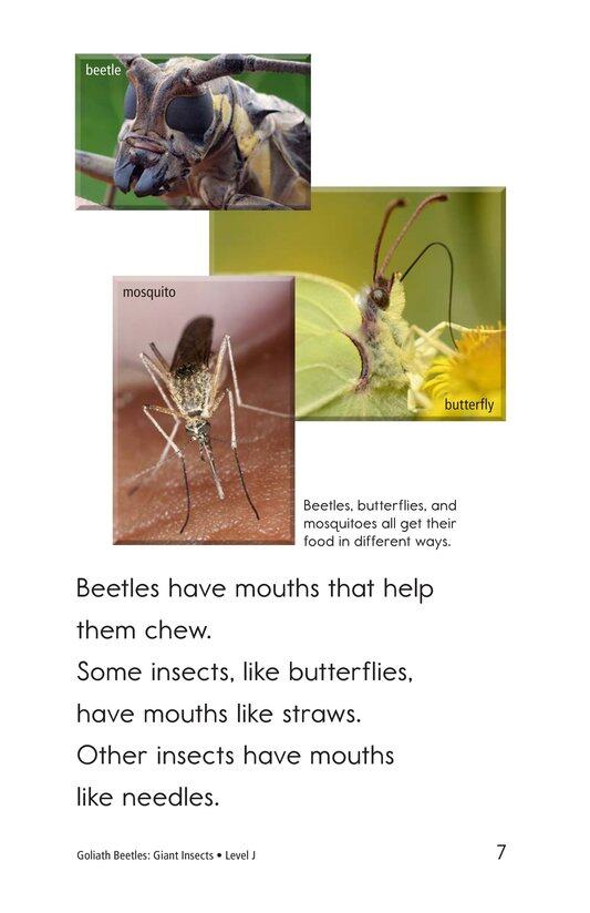 Goliath Beetles Giant Insects绘本故事第5页