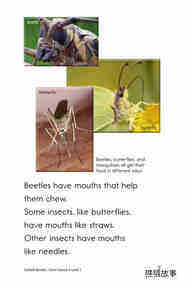 Goliath Beetles Giant Insects绘本故事第5页