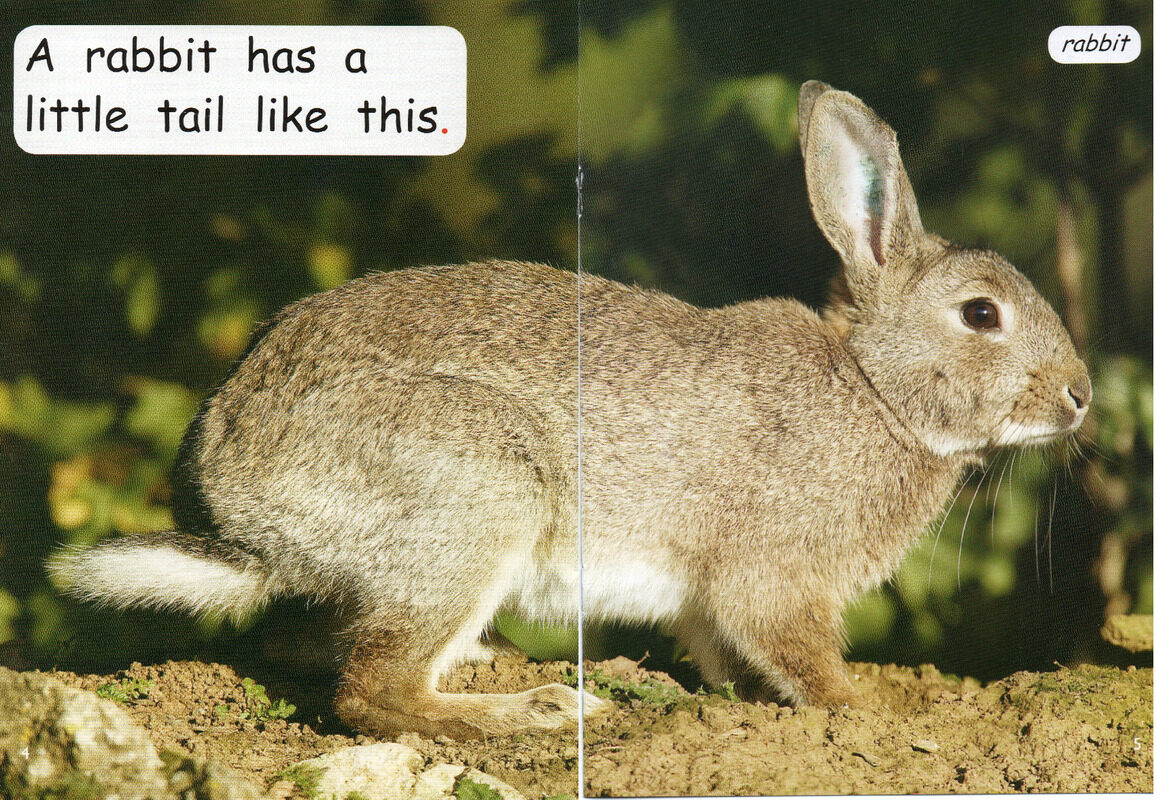 whose tail is this绘本故事第4页