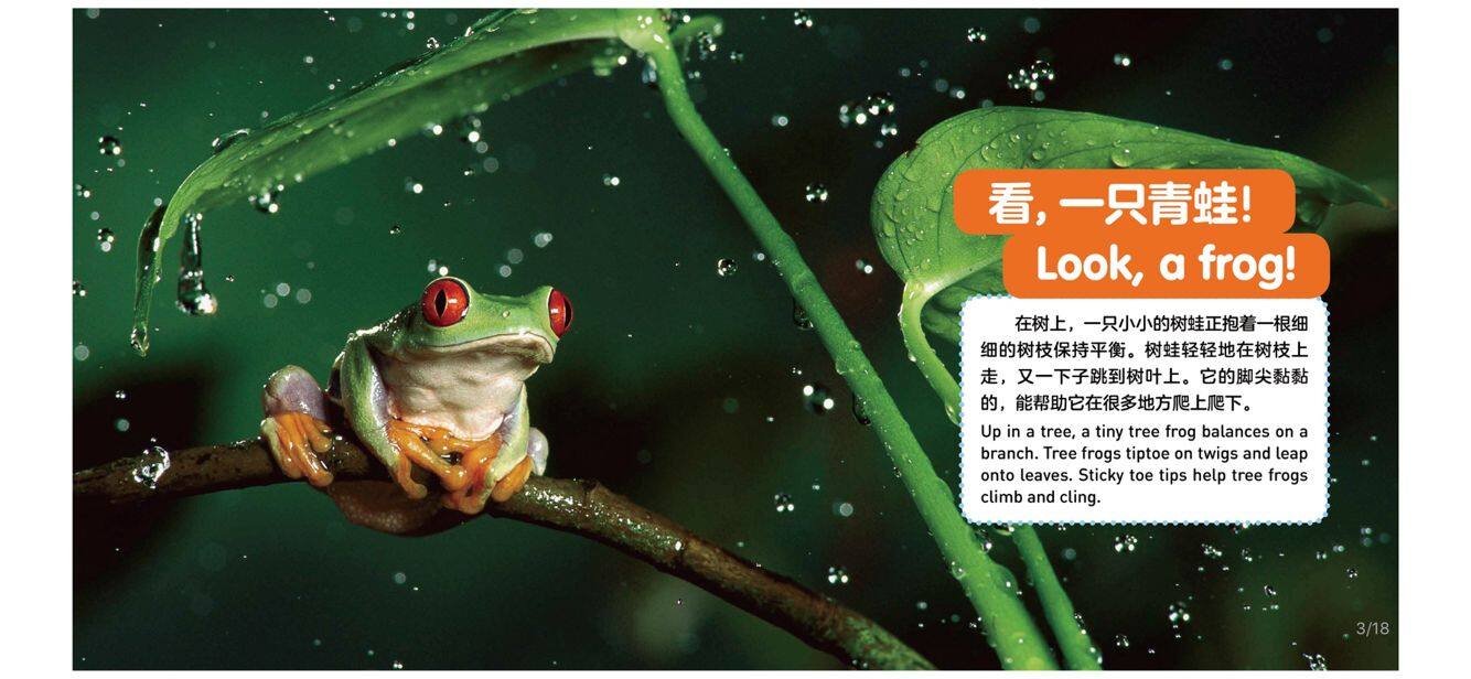 青蛙绘本故事第3页