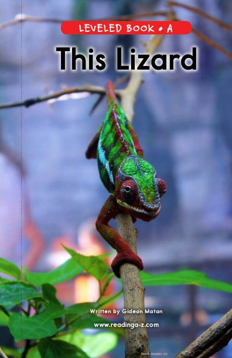 This Lizard绘本故事第2页