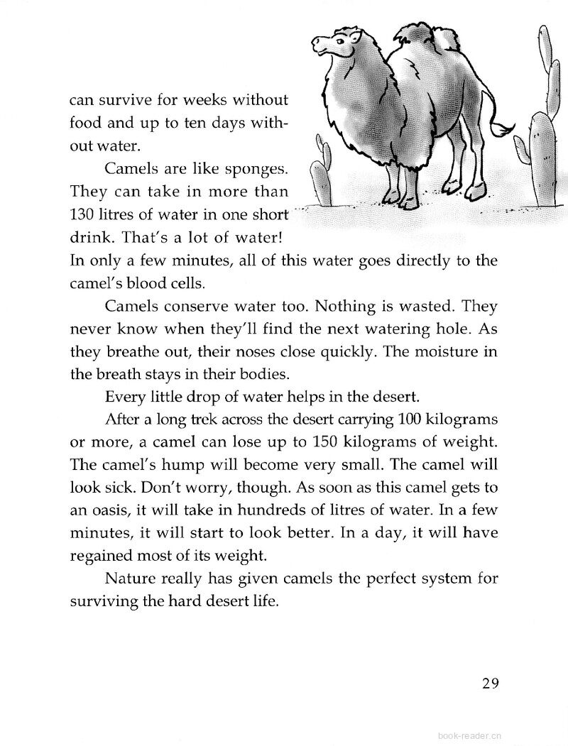 Camels-A Perfect Design绘本故事第3页
