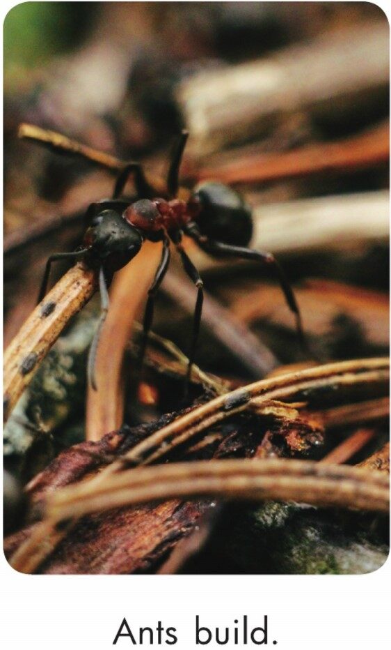 Ants Build绘本故事第3页