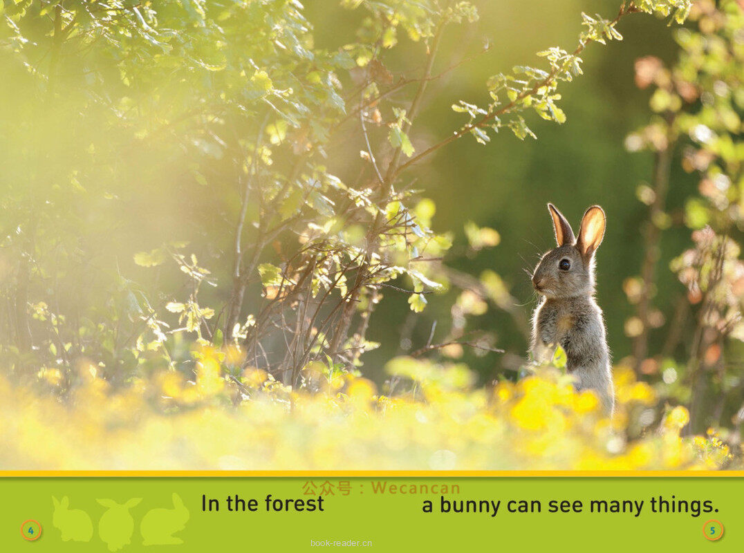 Hop Bunny绘本故事第4页