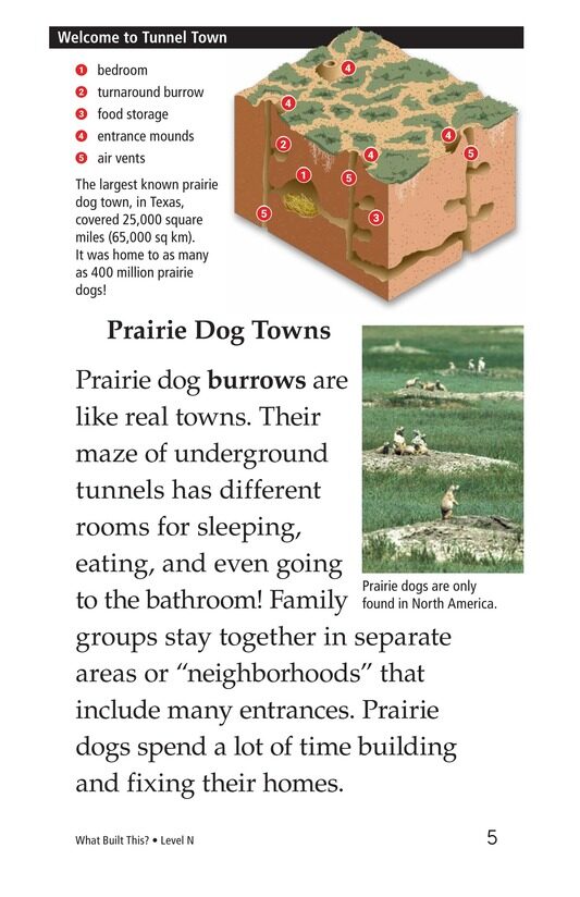 What Built This绘本故事第4页