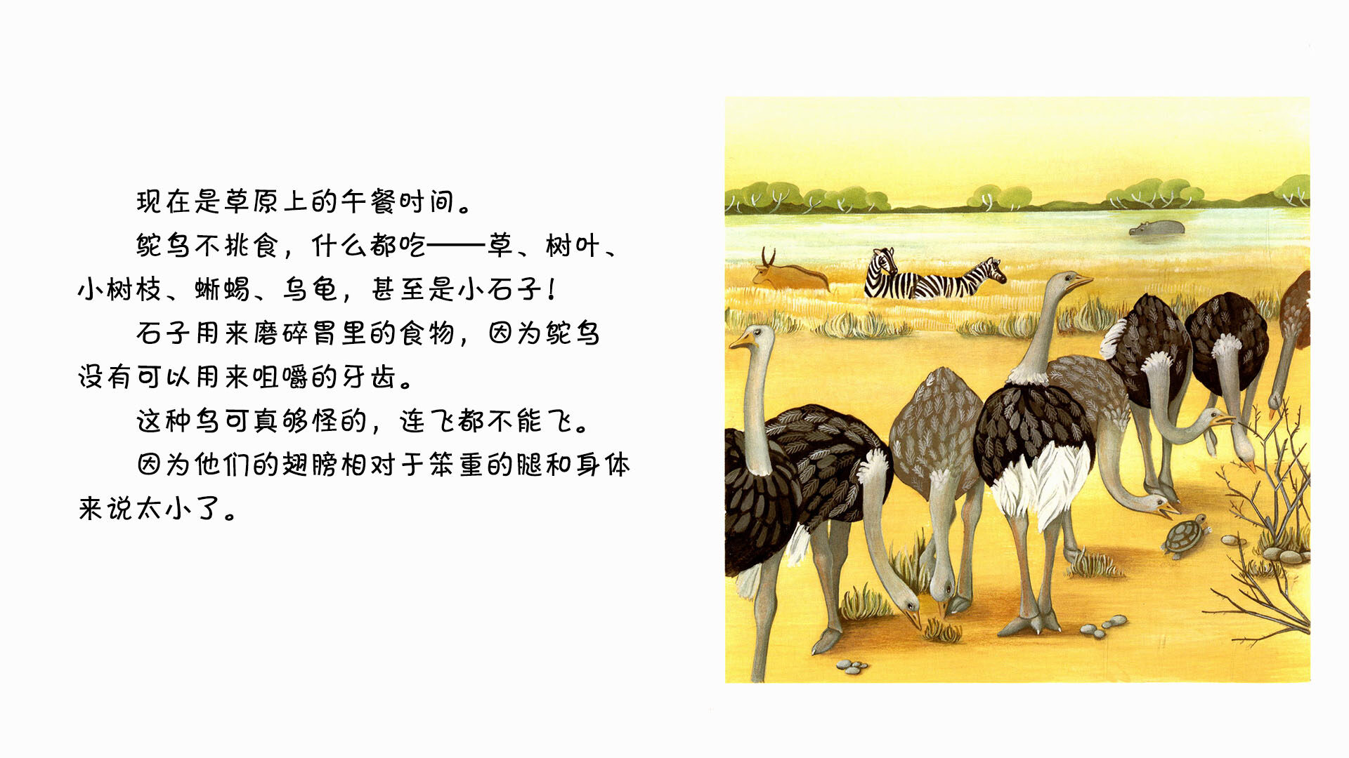 鸵鸟绘本故事第3页