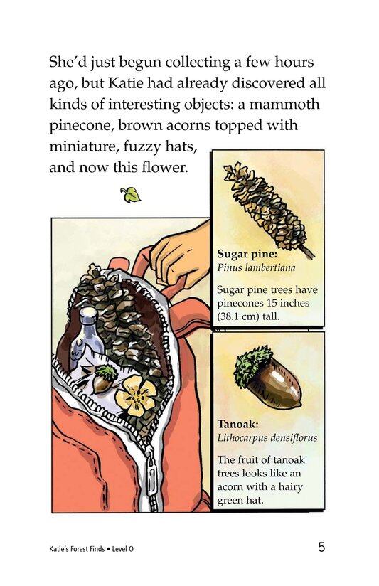 Katie's Forest Finds绘本故事第4页