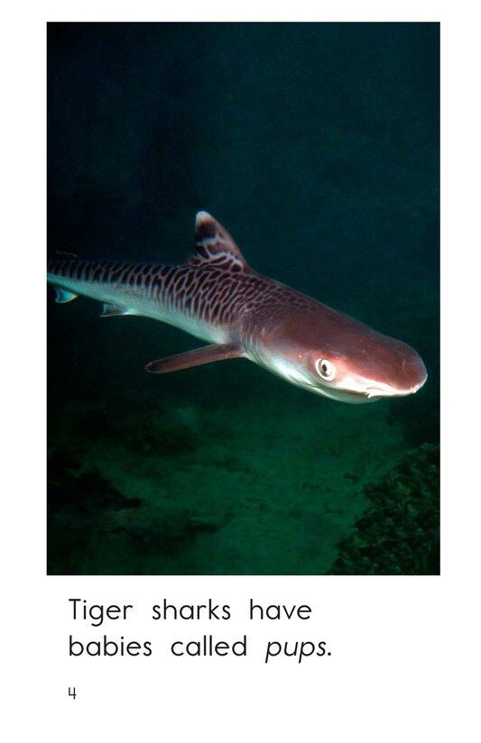 Tiger Sharks绘本故事第4页