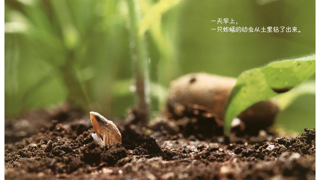 诞生了！蚱蜢绘本故事第5页