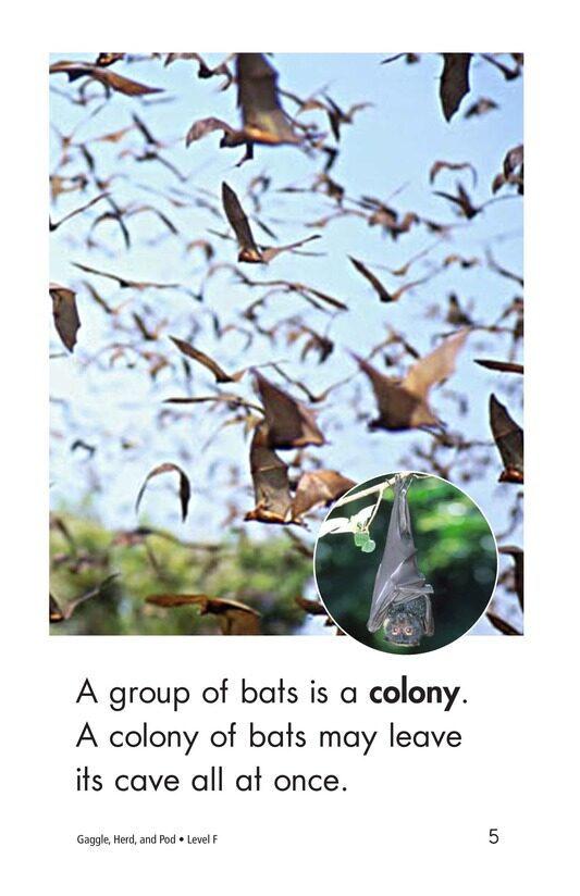 Gaggle,Herd,and Murder绘本故事第5页