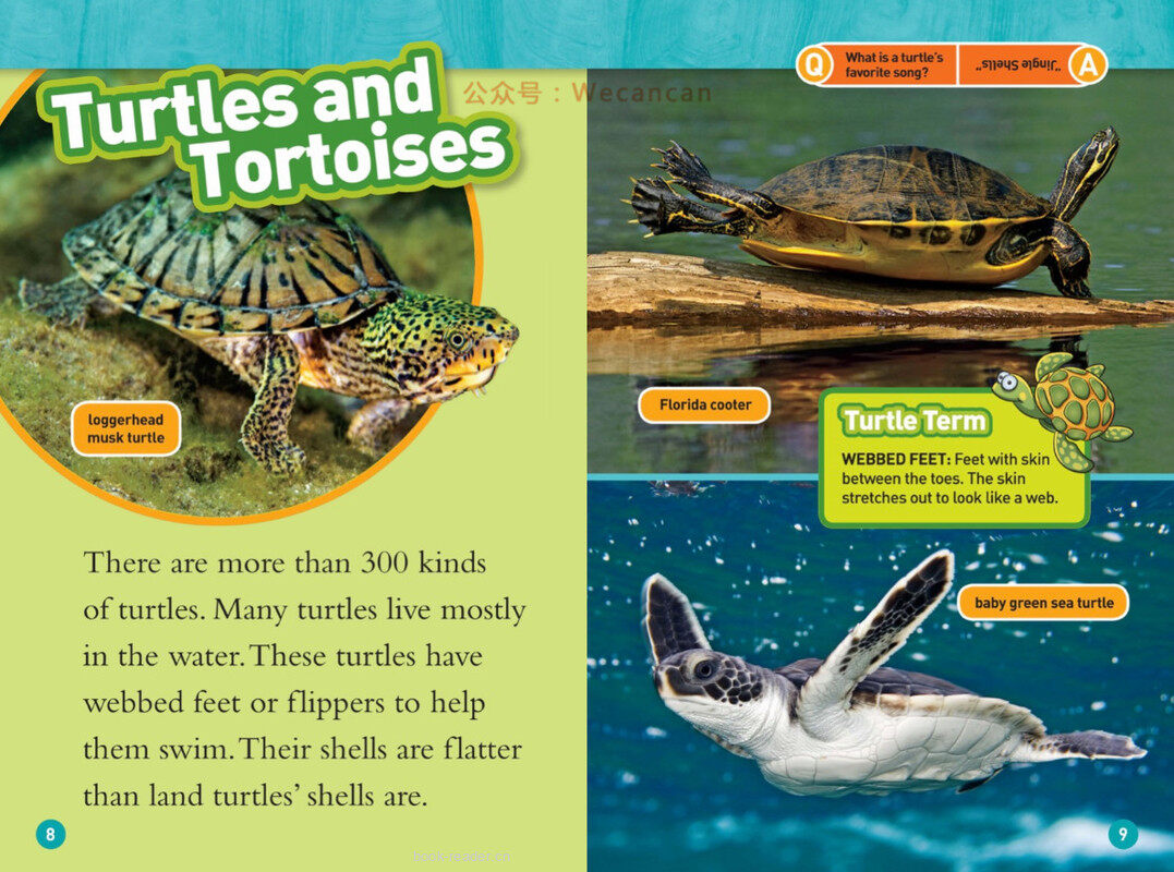 Turtles绘本故事第5页