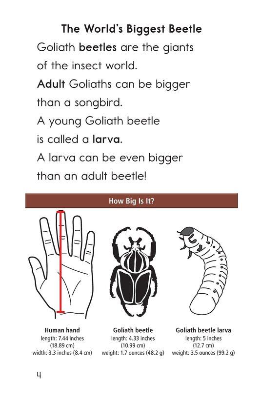 Goliath Beetles Giant Insects绘本故事第3页