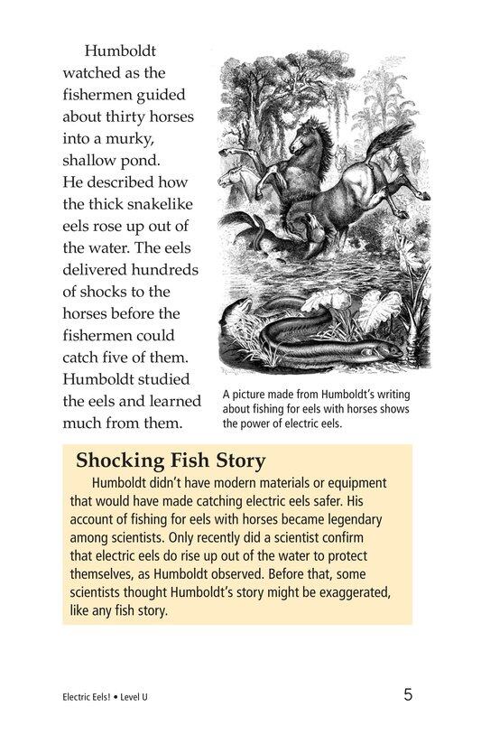 Electric Eels!绘本故事第4页