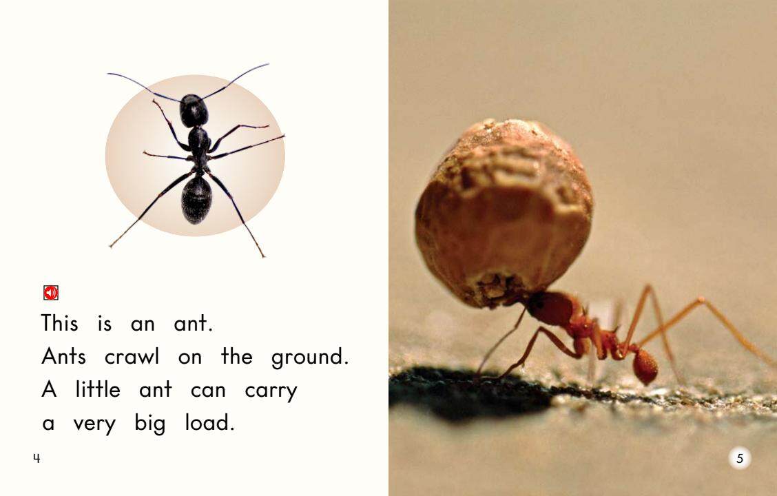 All About Bugs绘本故事第4页