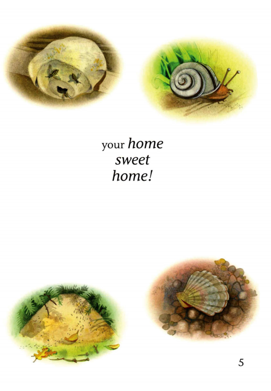 Homes Sweet Homes绘本故事第5页