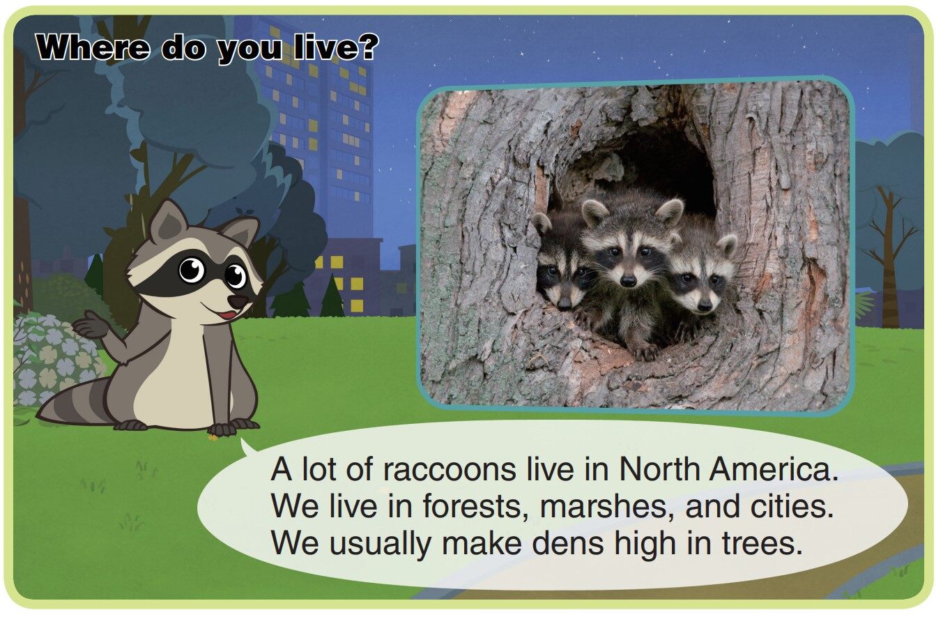 Raccoon绘本故事第4页