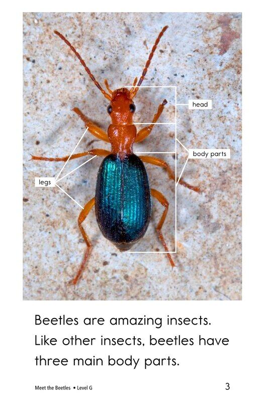 Meet the Beetles绘本故事第3页