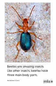 Meet the Beetles绘本故事第3页