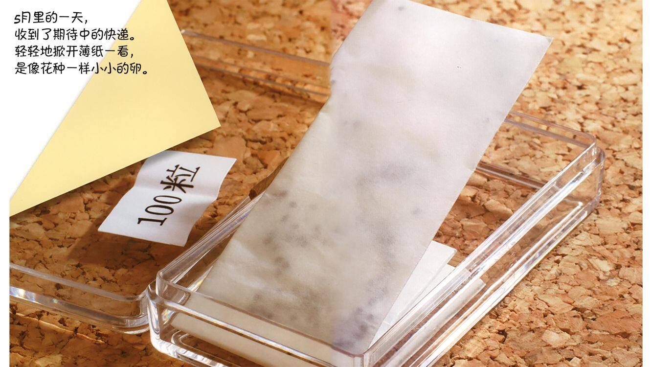 诞生了！蚕绘本故事第3页