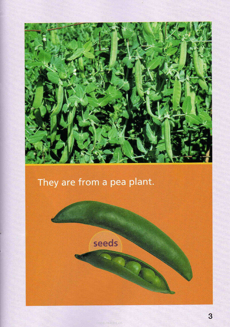 Plants on My Plate绘本故事第4页