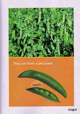 Plants on My Plate绘本故事第4页