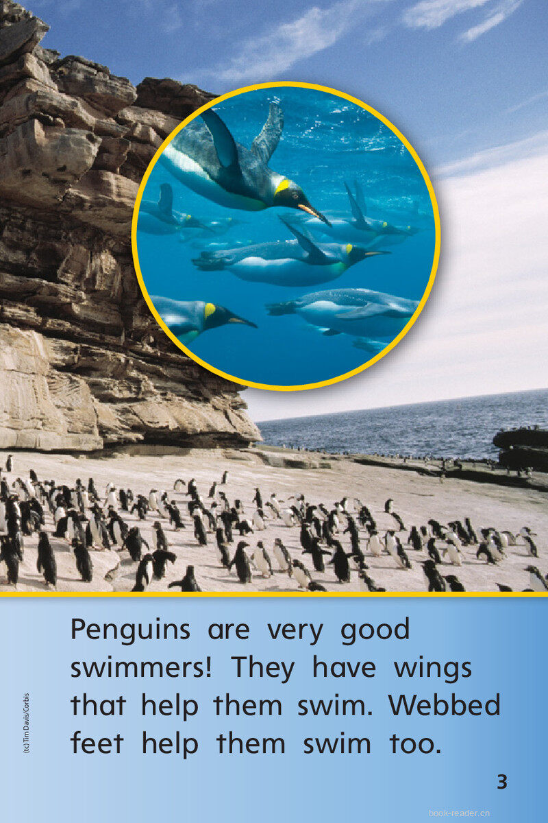 G1 On U4W2 Penguins All Around绘本故事第5页