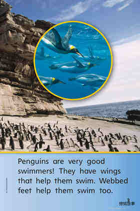 G1 On U4W2 Penguins All Around绘本故事第5页