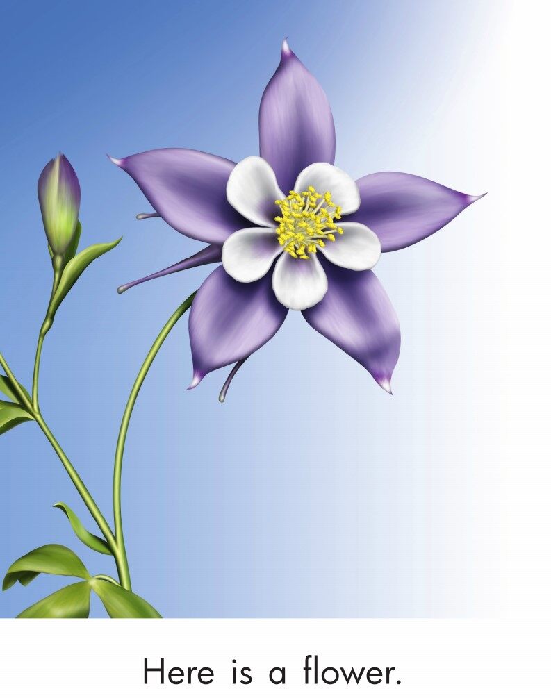 Parts of a Flower绘本故事第3页