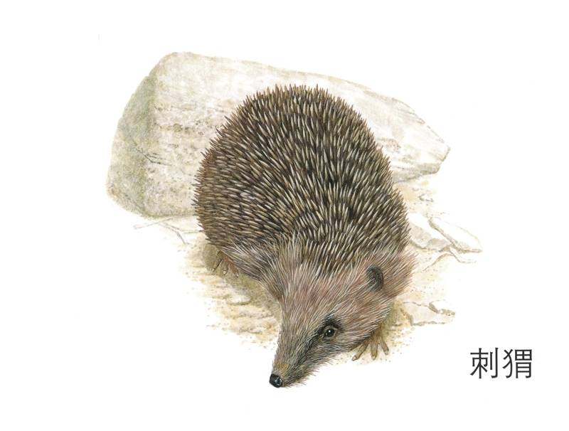 这是谁的家绘本故事第3页