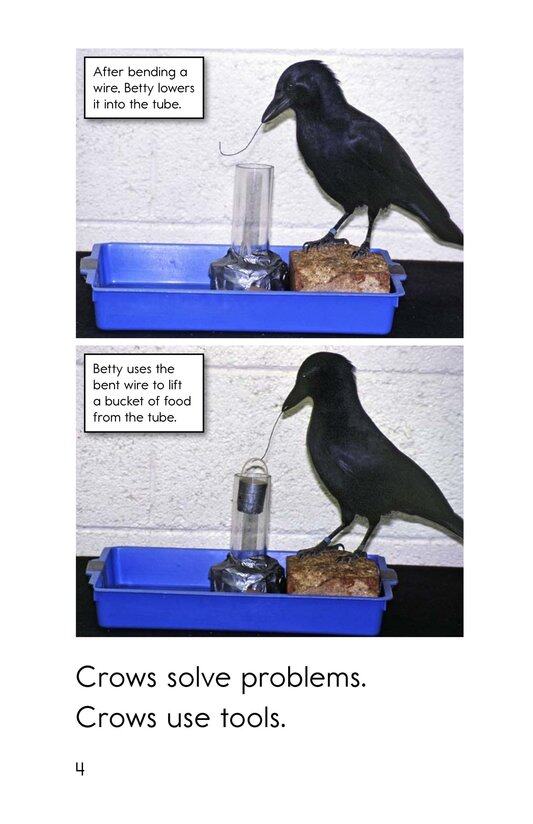 Smart Crows绘本故事第4页