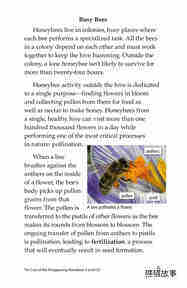 The Case of the Disappearing Honeybees绘本故事第4页