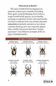Goliath Beetles Giant Insects绘本故事第5页
