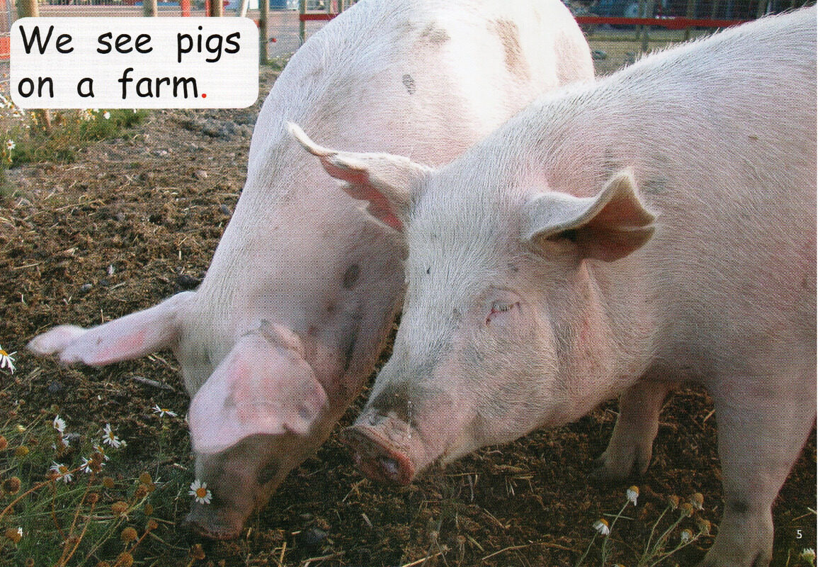 who lives on a farm绘本故事第4页