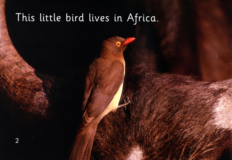 The Helper Bird绘本故事第3页