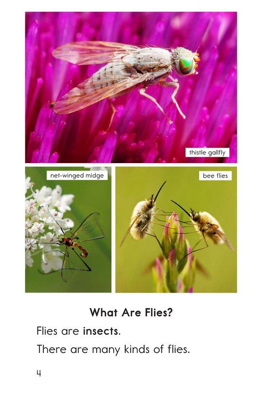 Flies绘本故事第3页