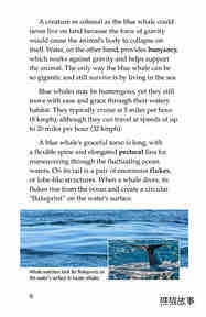 Blue Whales Giant Mammals绘本故事第5页
