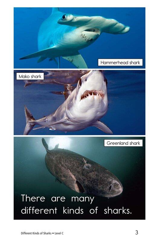 Different Kinds of Sharks绘本故事第3页